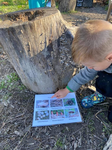 Identifying Fungi